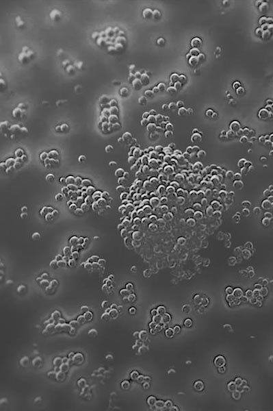 laroche posay landingside Mikrobiom vitenskap Bakterier1